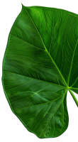 Cognitex