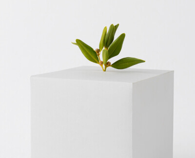 Lifetime Greenery